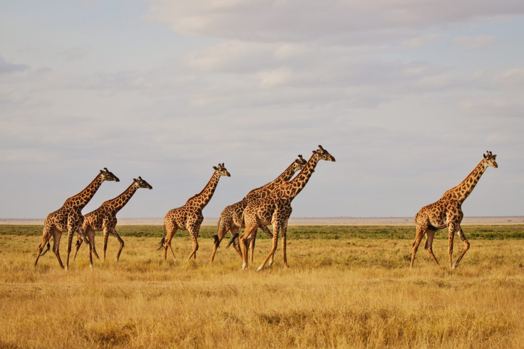 safari kenia met kinderen