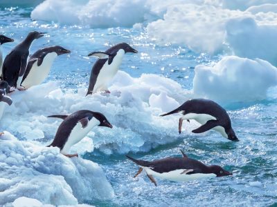 37118,1,6-pinguins-duiken groot