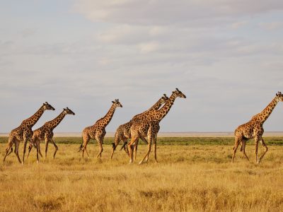 safari kenia met kinderen
