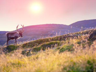 Reindeer,Grazing,In,A,Meadow,In,Lapland,During,Sunset